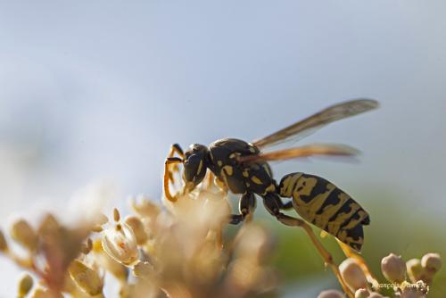 Polistes dominula